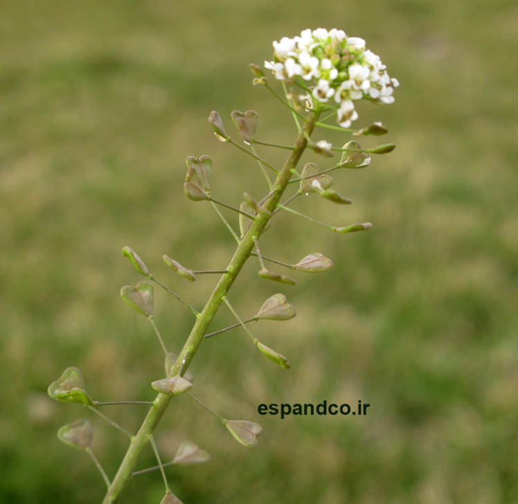 Capsella bursa-pastoris بذر